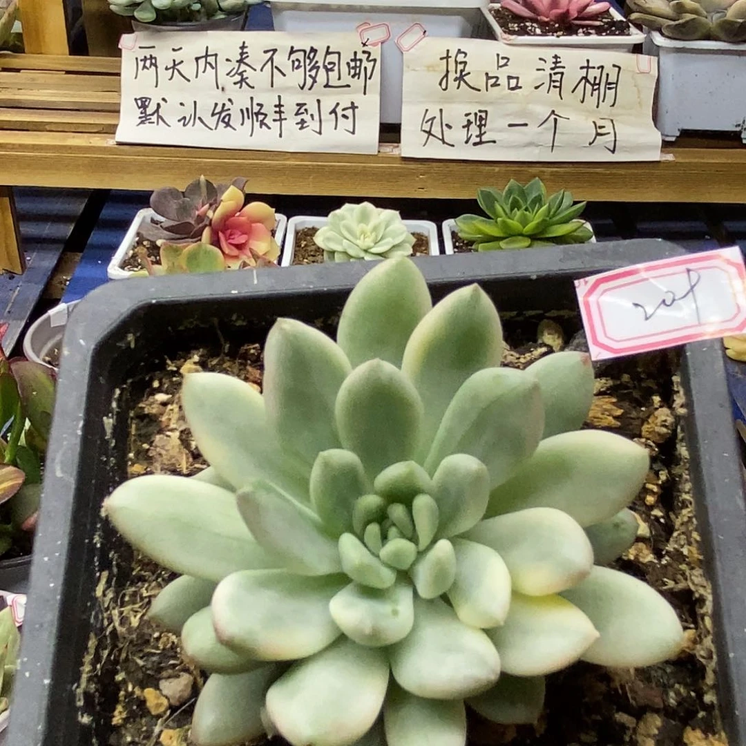 29209 优选冰心公主锦