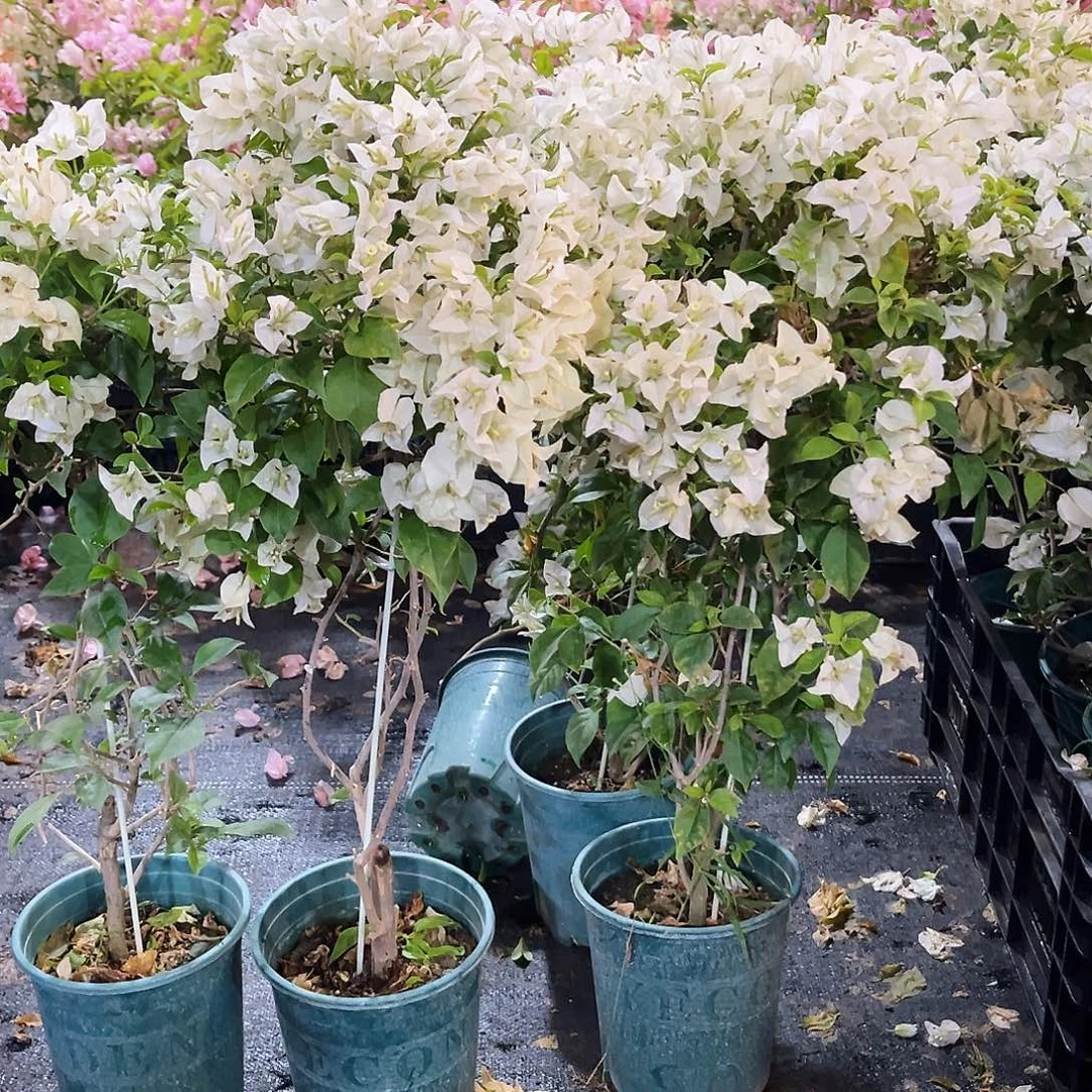 大部分花苞少量开放白雪公主带竹一颗