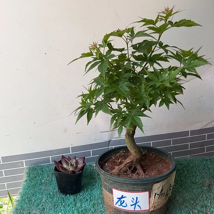 无花朵龙头一物一拍链接