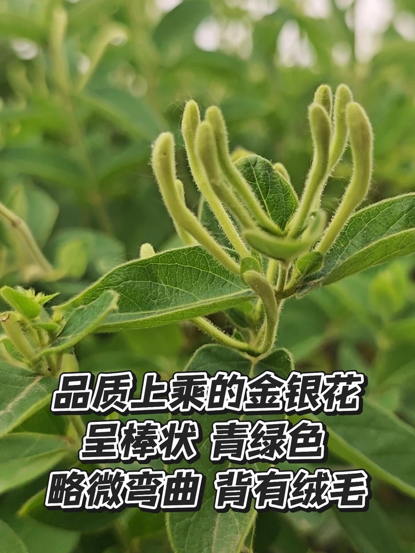 精选金银花山东平邑2025年头茬金银花茶青绿色带绒毛罐装农户直发