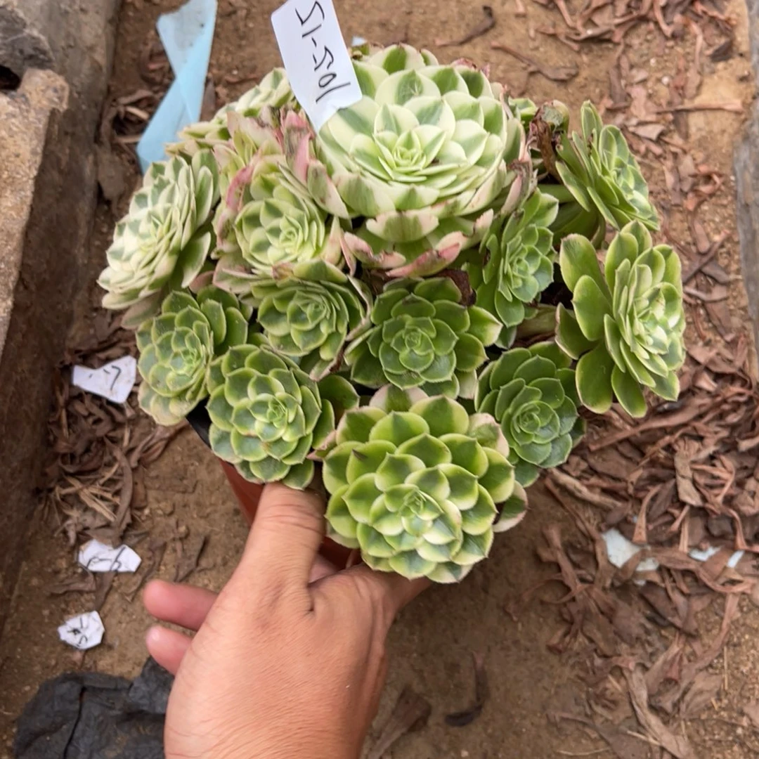 10-5-15荔枝法师锦多肉