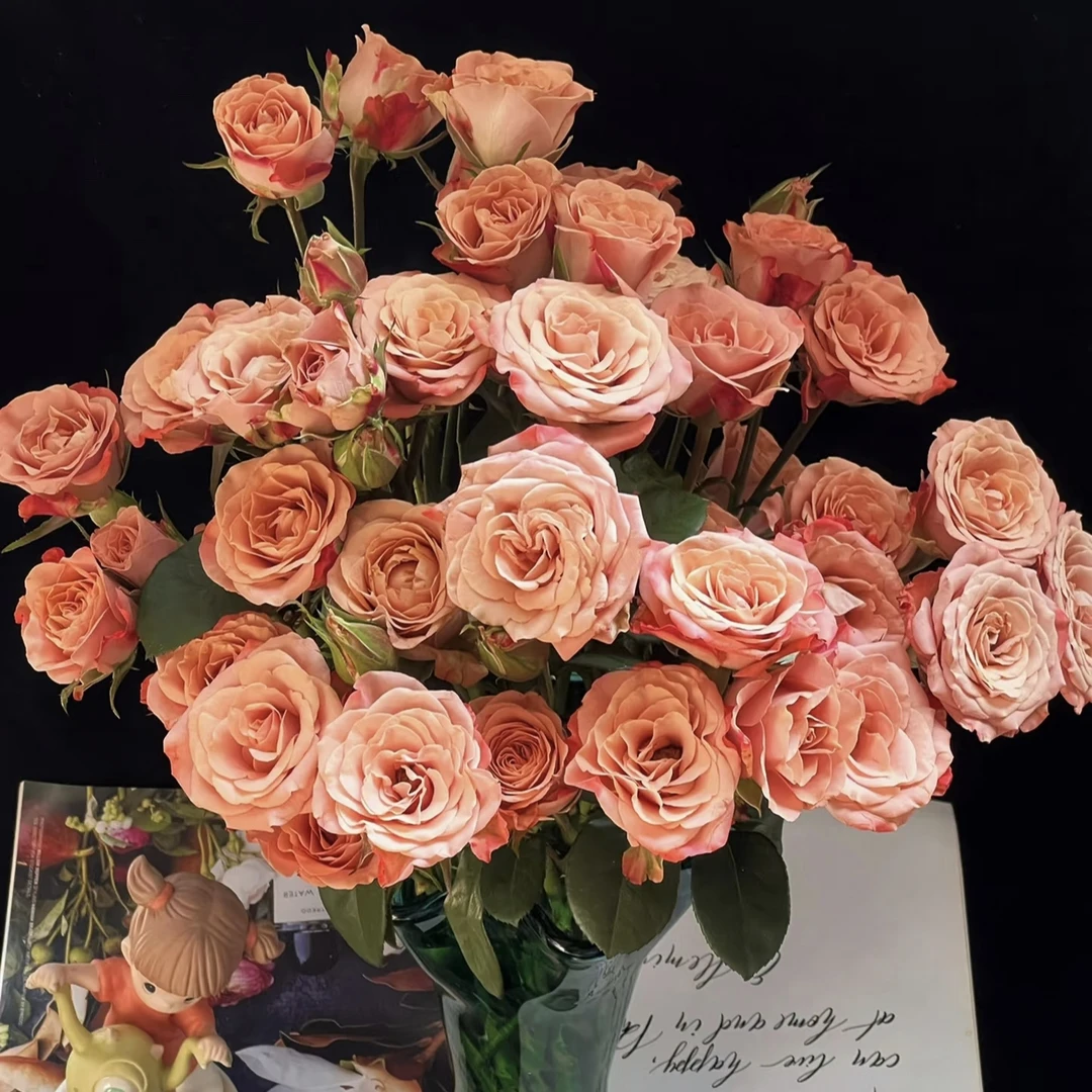 【多头卡布】多头玫瑰 收到需醒花 云南鲜花批发基地