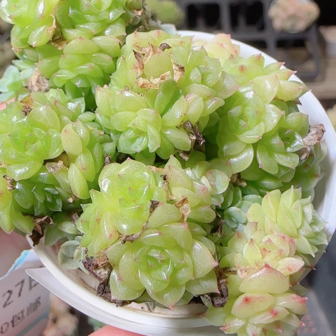 花语逸镜1027-293散