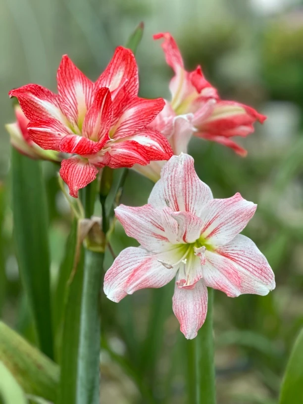 糖心杂交朱一物一拍剪叶剪花发货