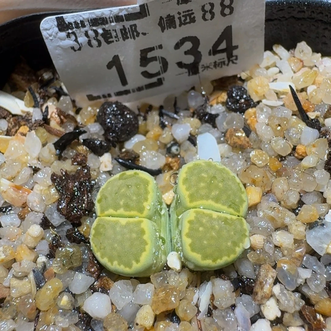 Ssss精品生石花1534