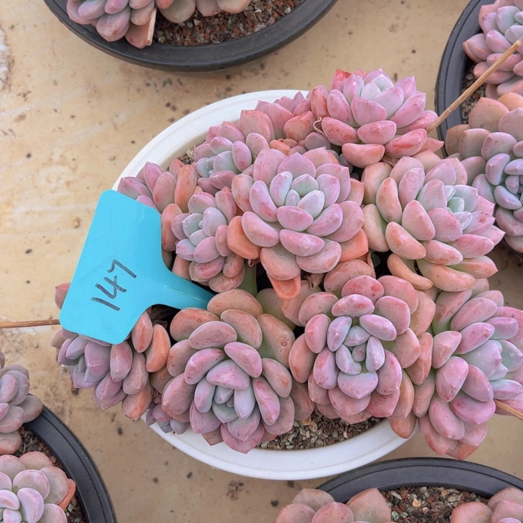 福利来啦打榜啦打榜