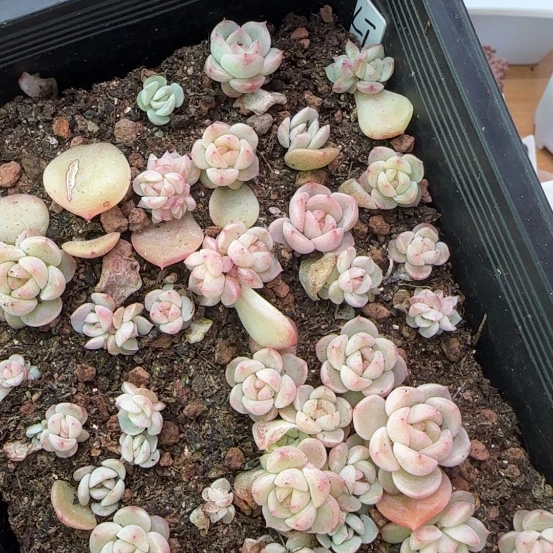 绿体财富密码一颗量拍