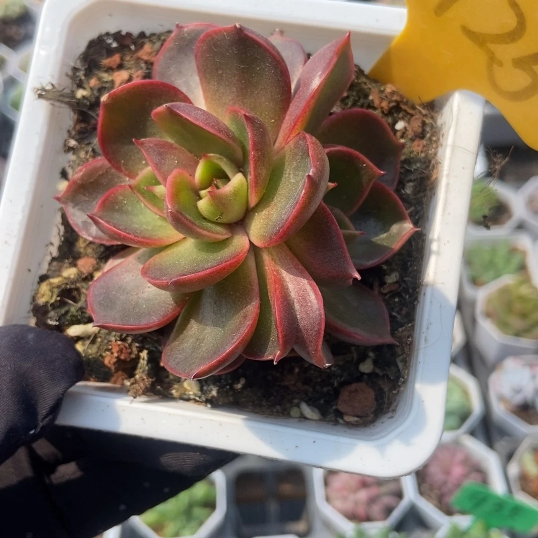 6125红灯多肉植物保护