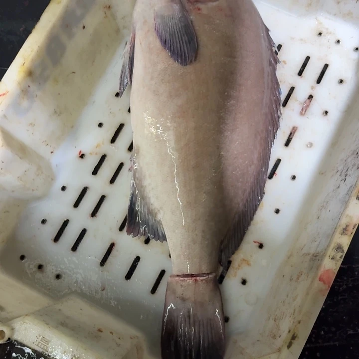 梁***罘中国大陆阿彬海 东海野生鸢鮨7斤