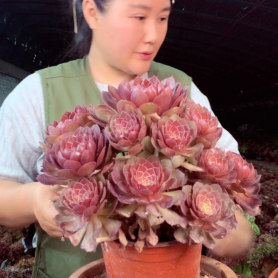 无花朵柒哥多肉法师不包侧断枝 14