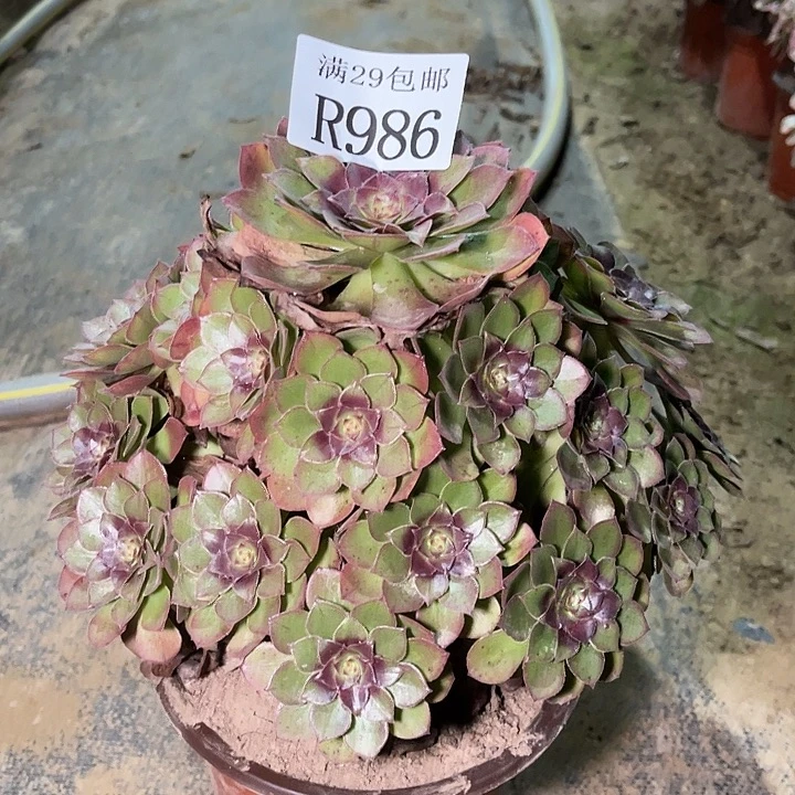 986桃花石多肉植物