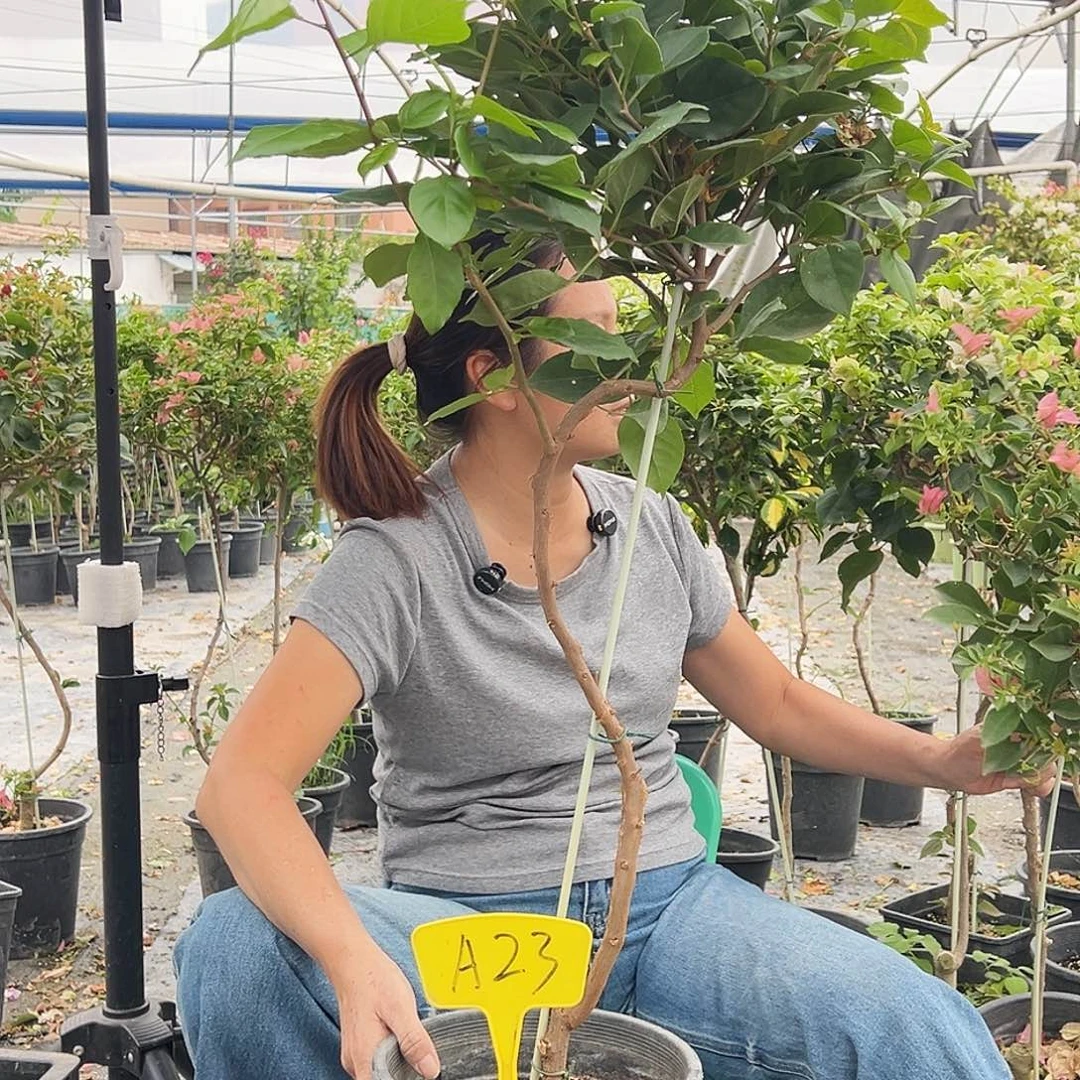 一****大部分花苞少量开放A23变色龙