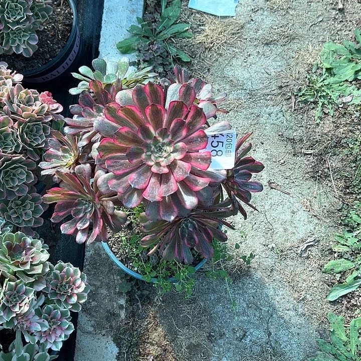 0458红金刚多肉植物