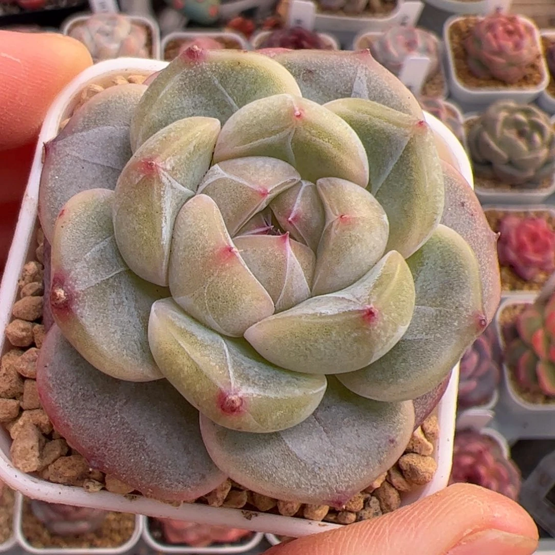 莫***_315 多肉植物组合