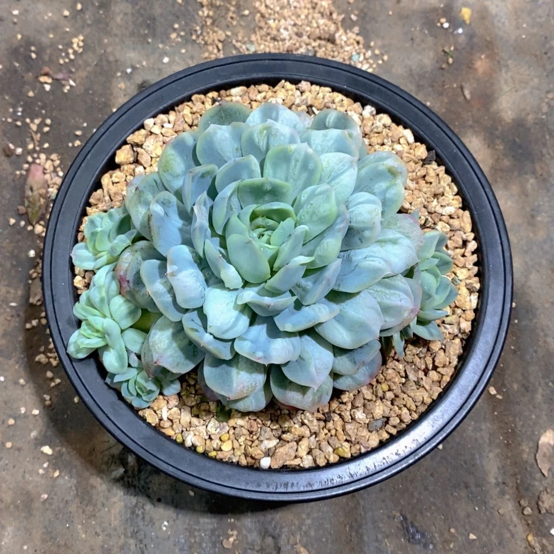 白***白泡泡沙群多肉植物