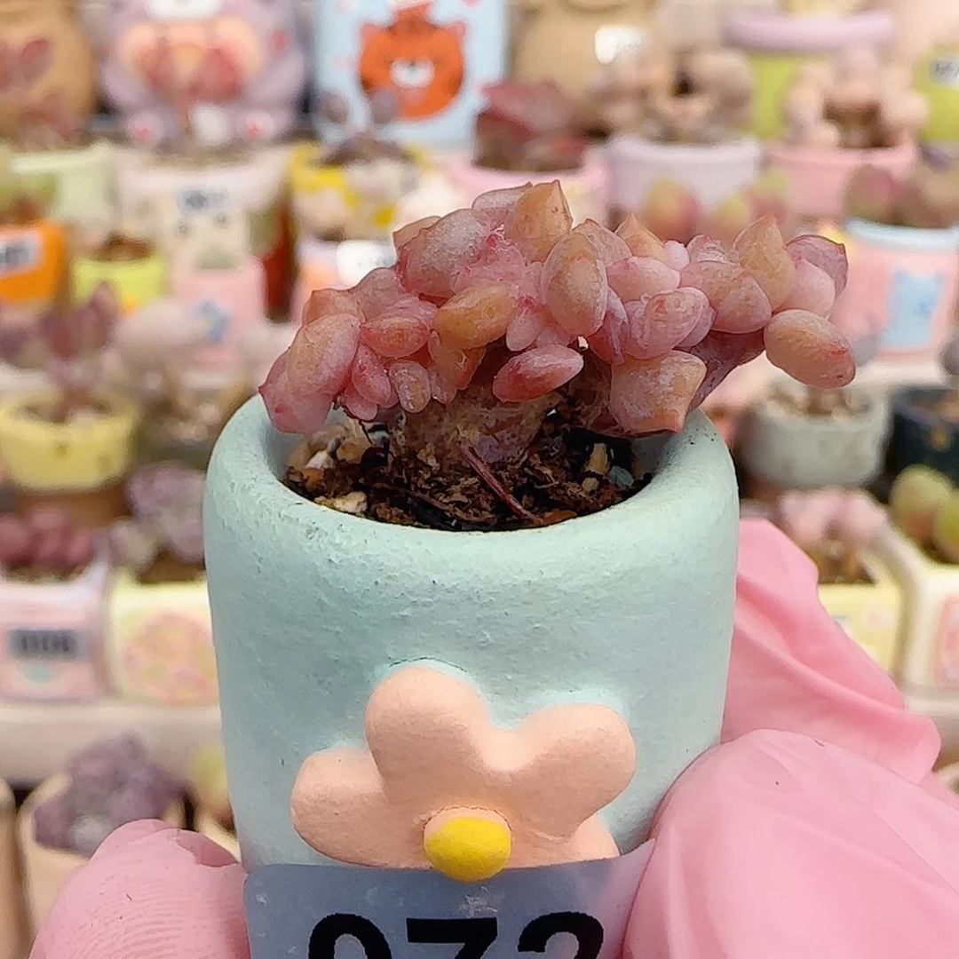 悬崖桩腌制缀化 盆口2cm