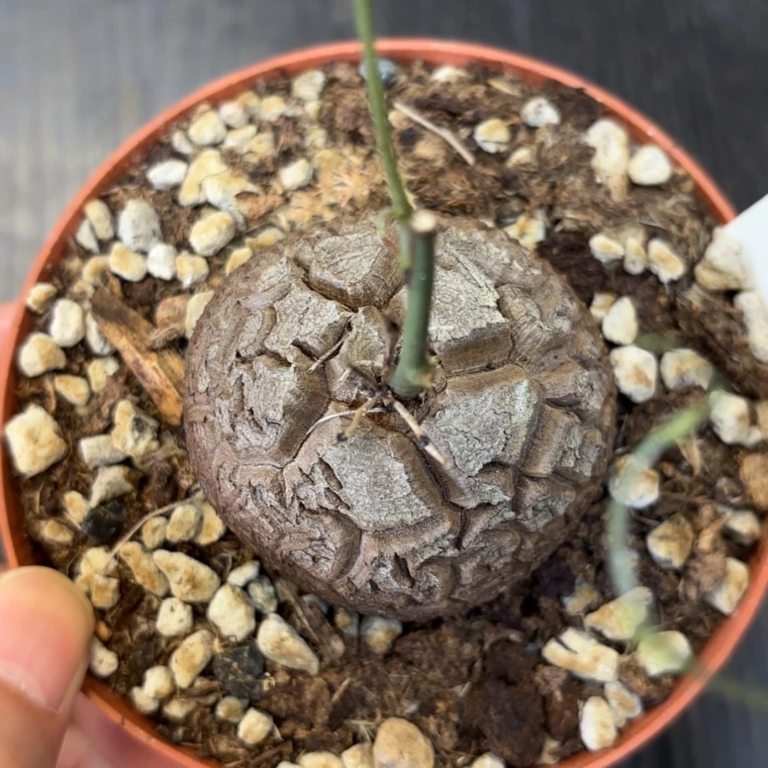 945号龟甲龙带盆包邮