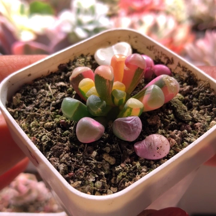 五十铃玉拉丝锦有根