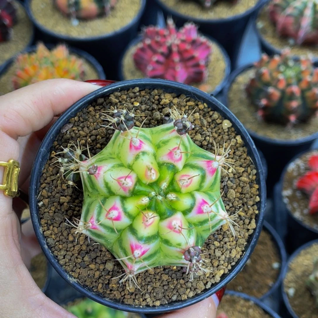 米哈星球0000000000569