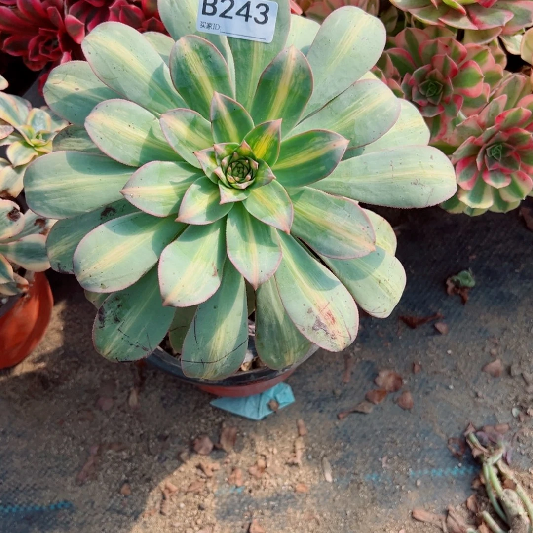 243灿烂中斑多肉植物法师