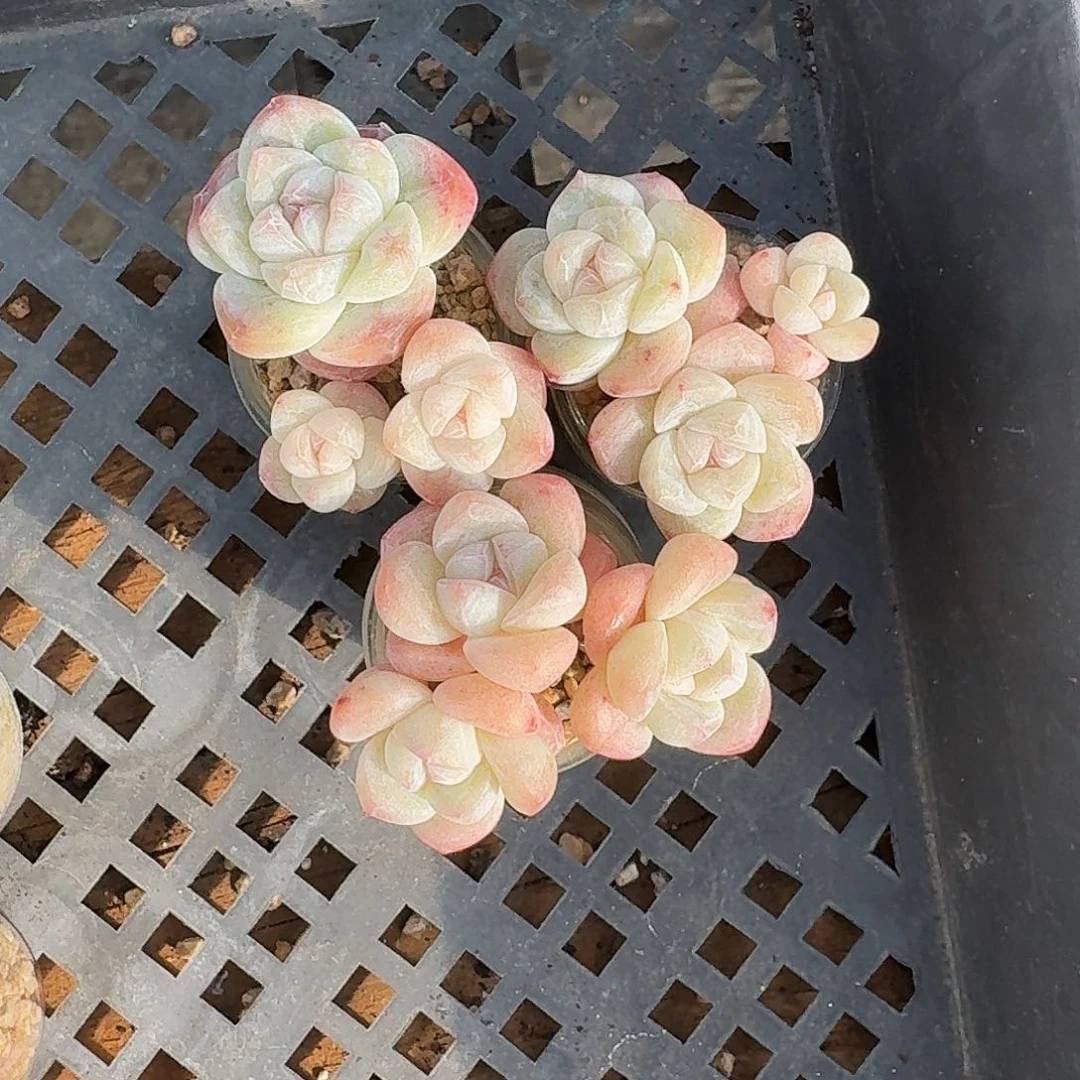 木*～木槿专拍3颗拇指盆冰玉