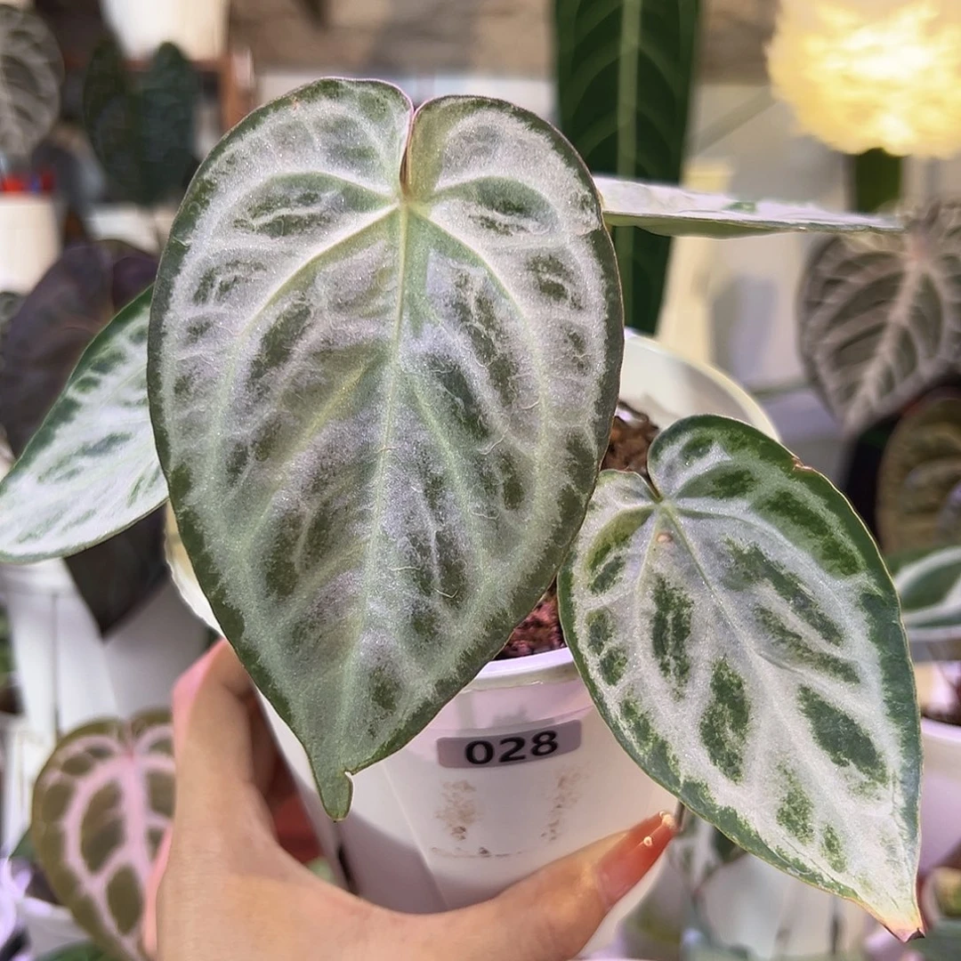 无花朵优选红钻石F2  099