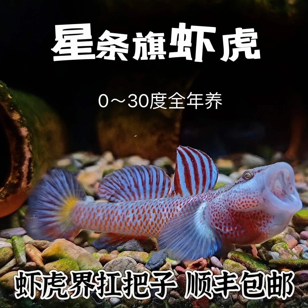 星条旗虾虎 湖南 星条鳍 蓝旗 紫红 身体透红 非浙江星条旗 溪流