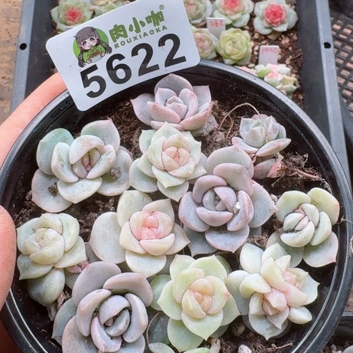 多肉植物多肉植物