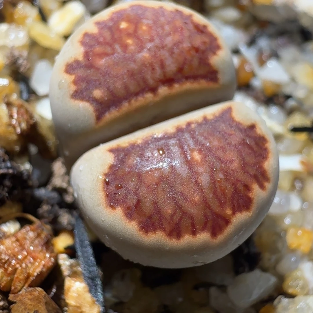 高品质生石花清清1162