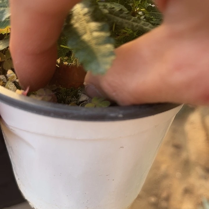 阿***芯块根植物块根植物