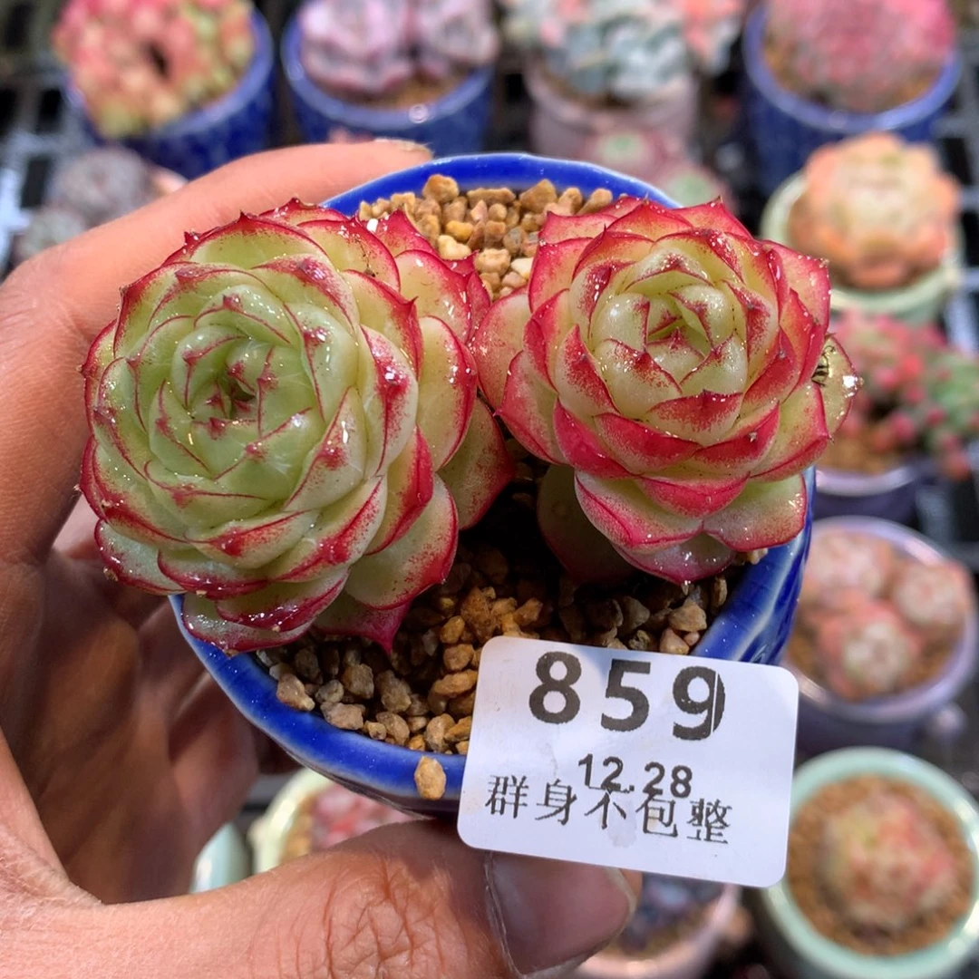 精控拇指盆12.49859