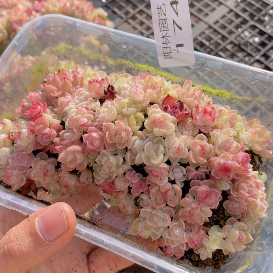 多肉植物多肉植物174