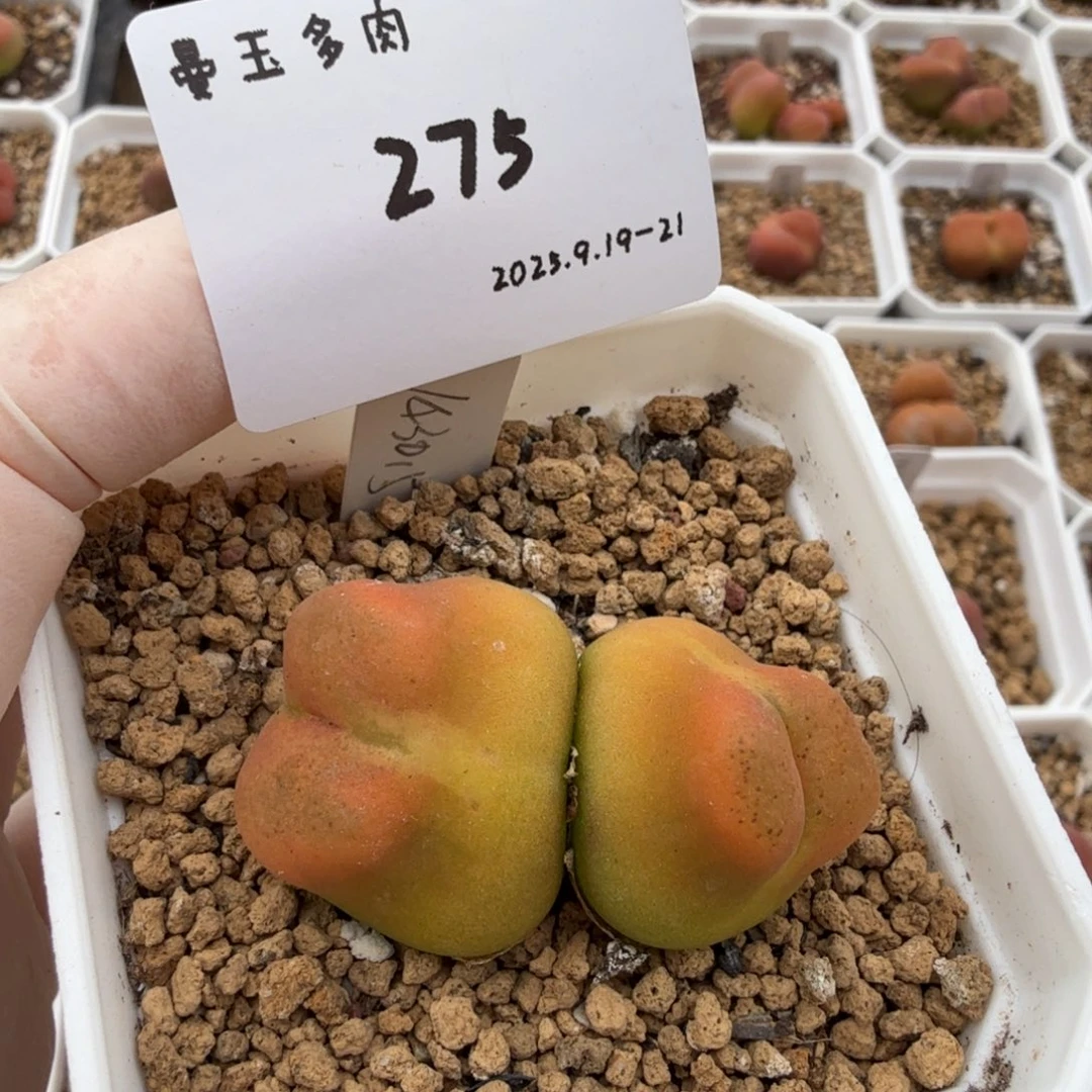 一***晴多肉多肉多肉9.21-275