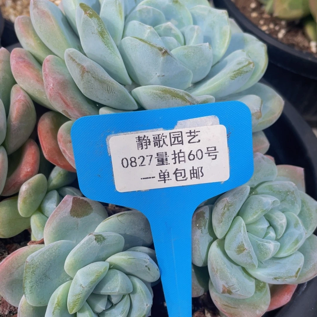 0827-60-冰玉群福利一颗量拍