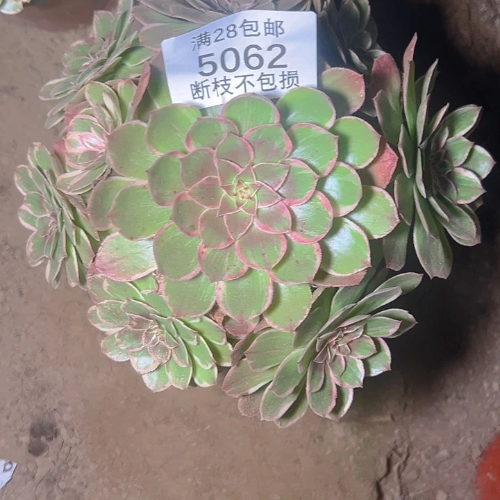 5062莲花座多肉植物