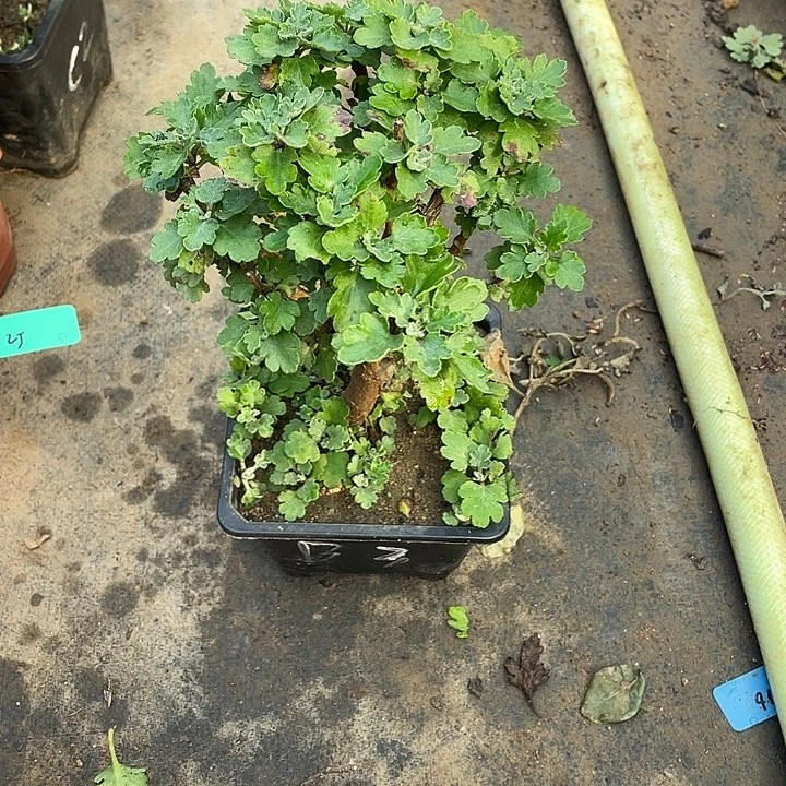 小***草完全开放20菊花菊花菊花