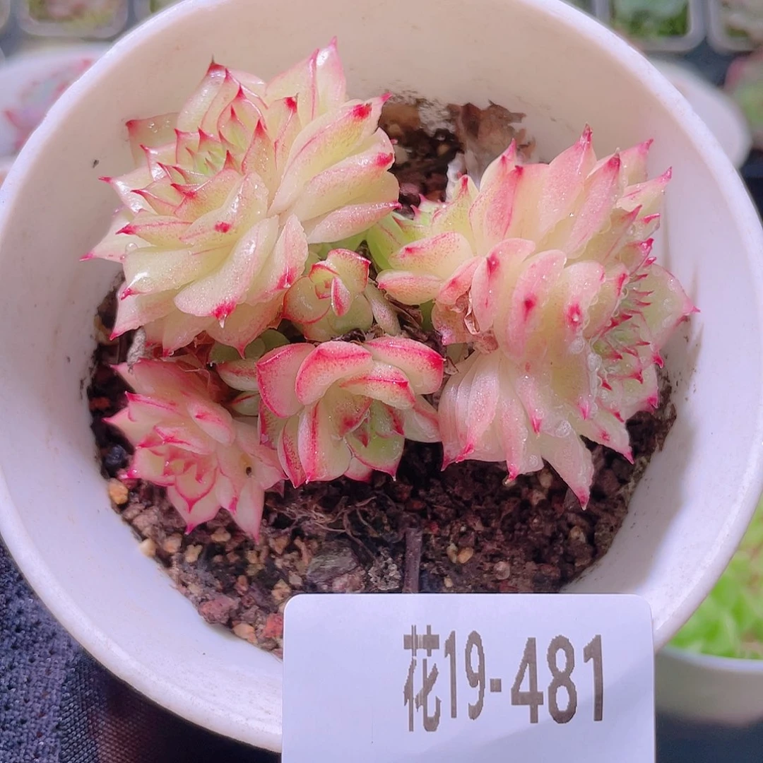 花利美19-481麦秆