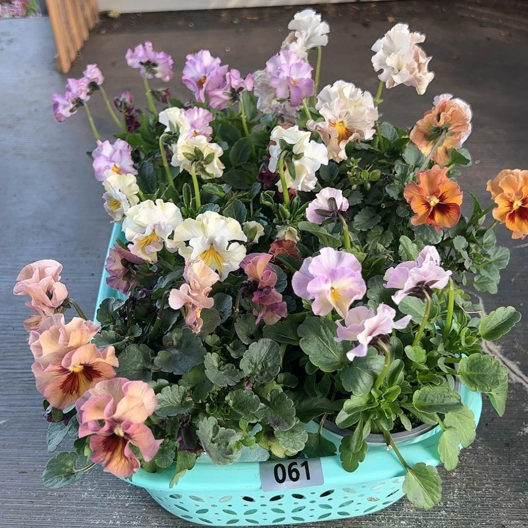 【闪购商品】061号