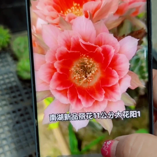 下27丽花阳1歪无根侧芽3公分左右20包邮