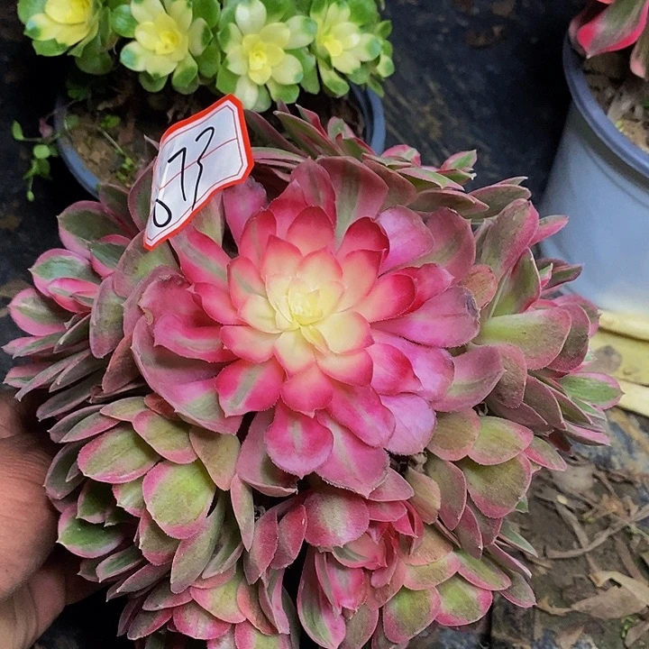 孔雀凤凰老桩捧花873号