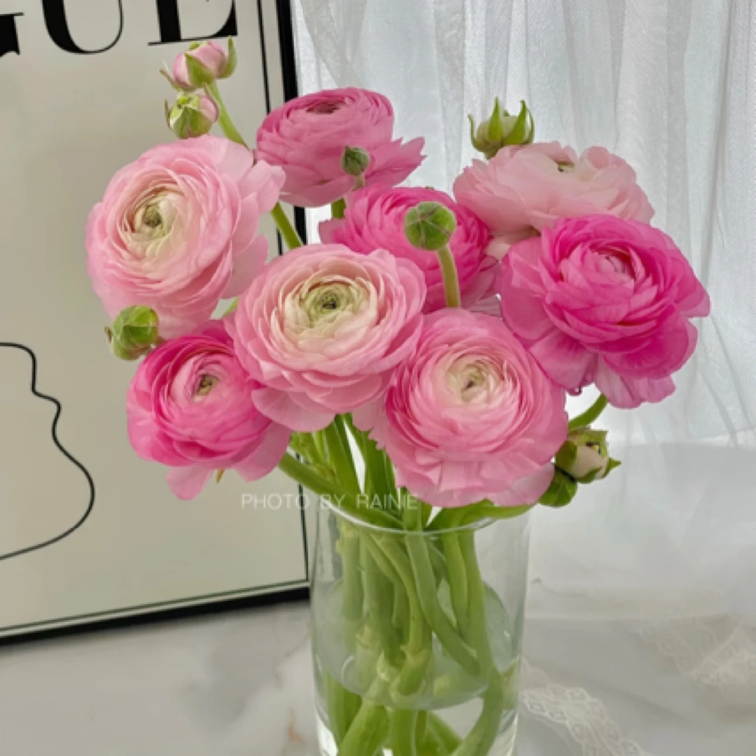 10支一扎洋牡丹～让人心情变好的花花