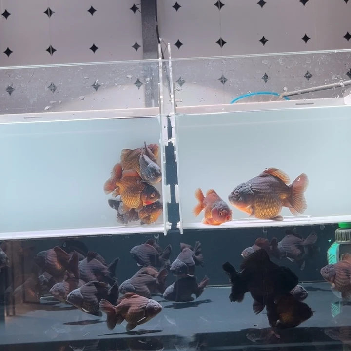 金鱼七七玛丽1条福利