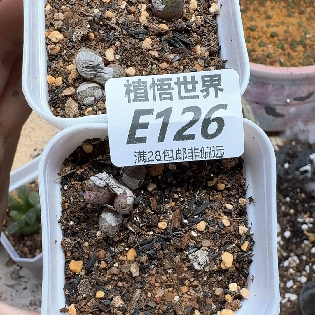 多肉植物的润泽fgh