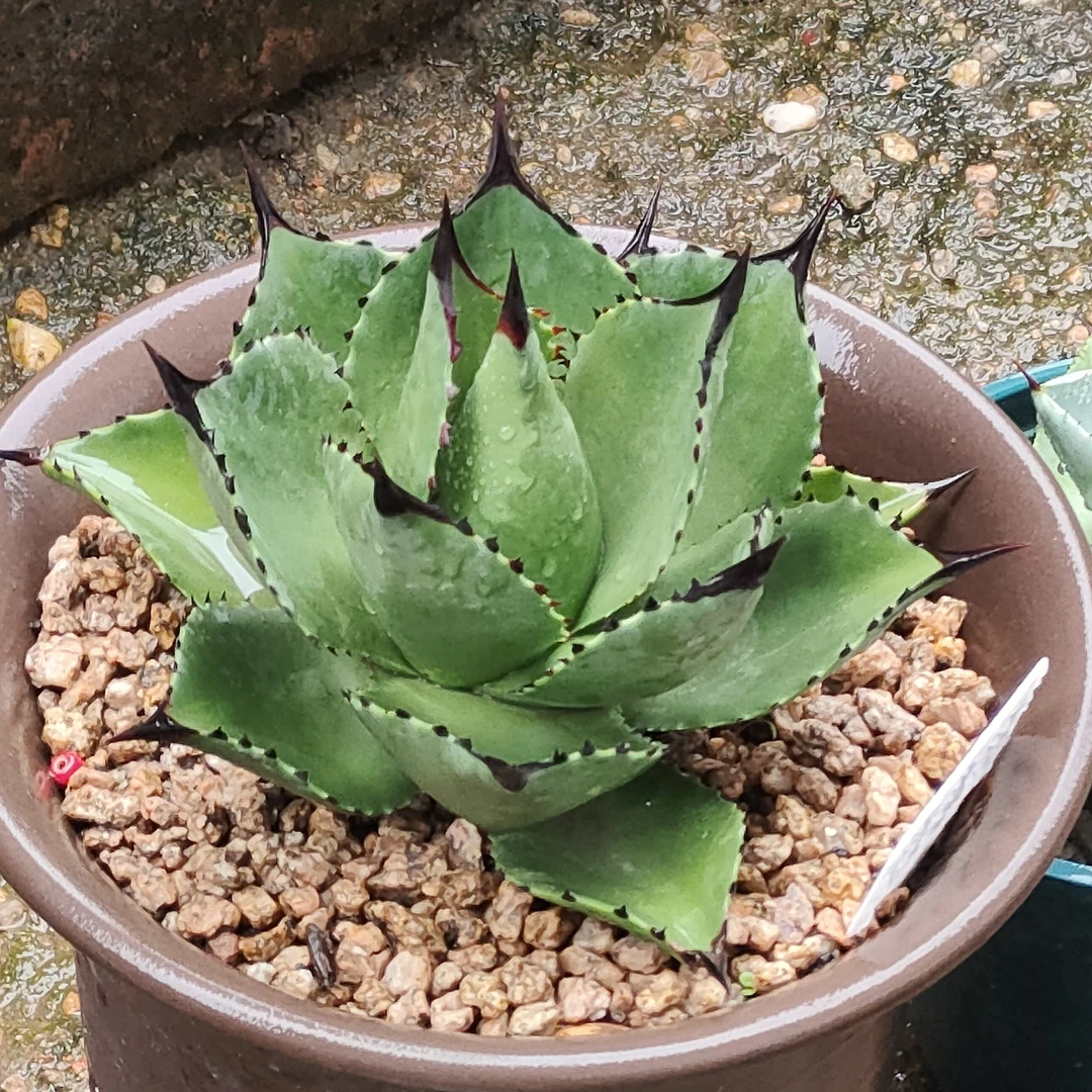 龙舌兰萨落蒙绿植