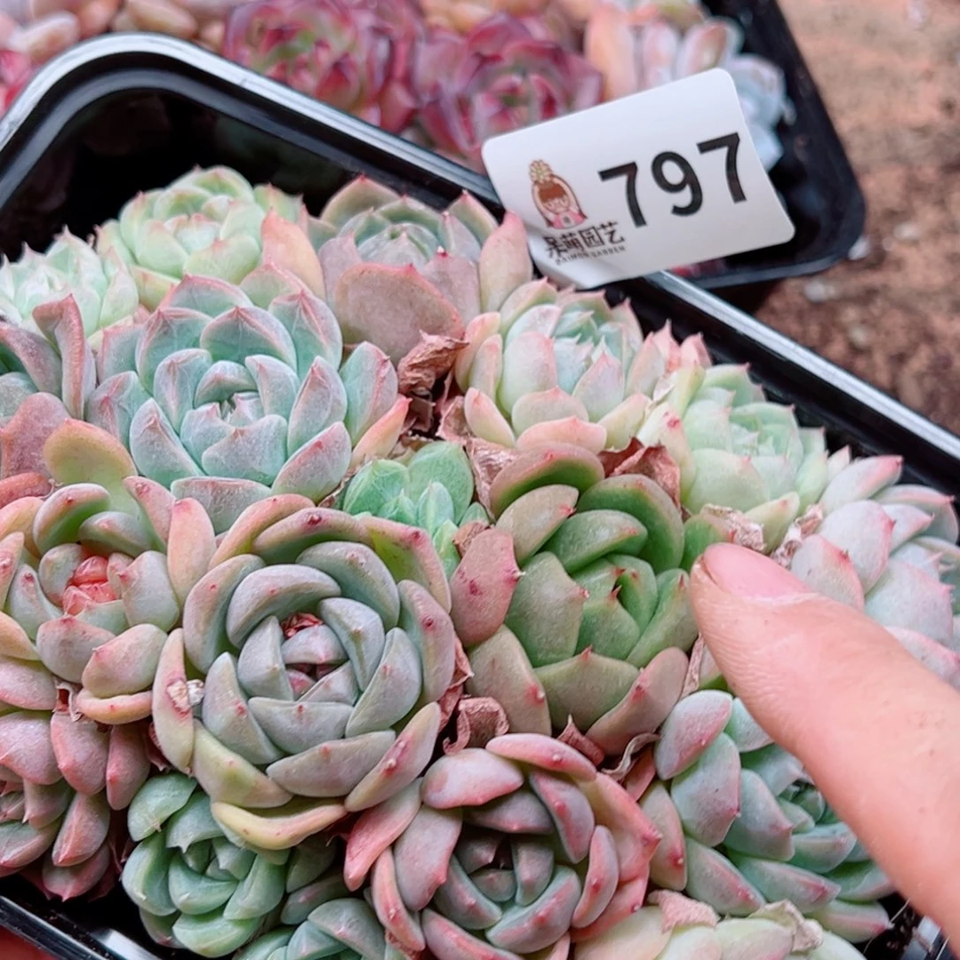 当前无花朵，栽培后可花朵