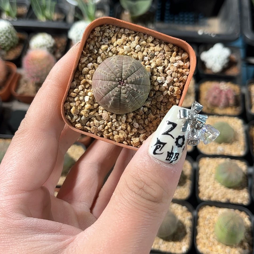 单头布纹球单头发货有根