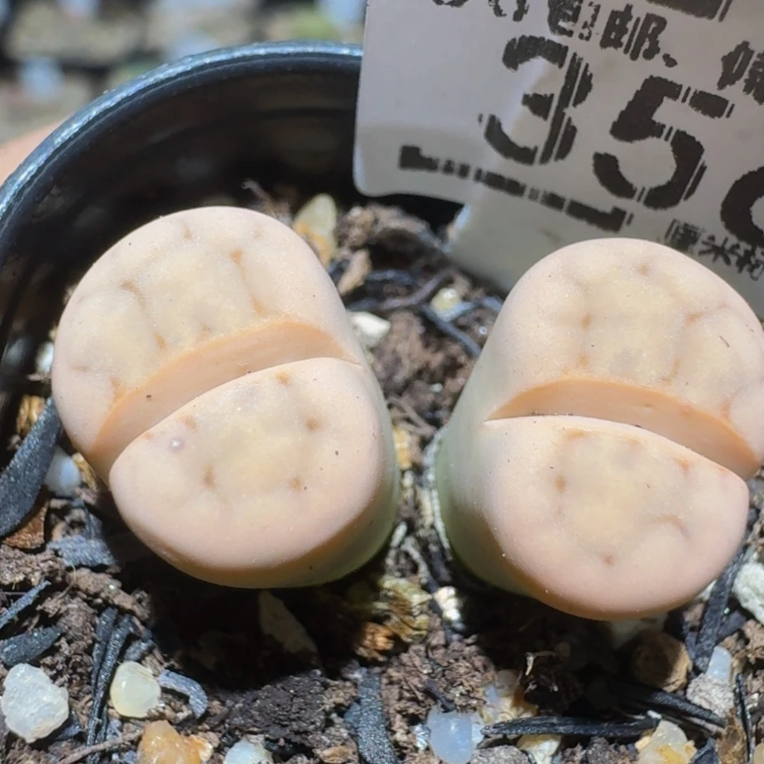 绝绝绝子生石花356