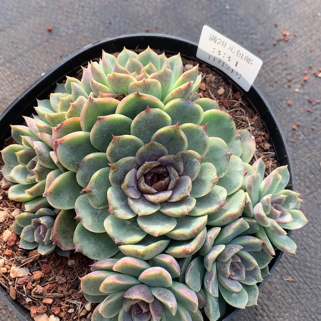 【闪购商品】云331号