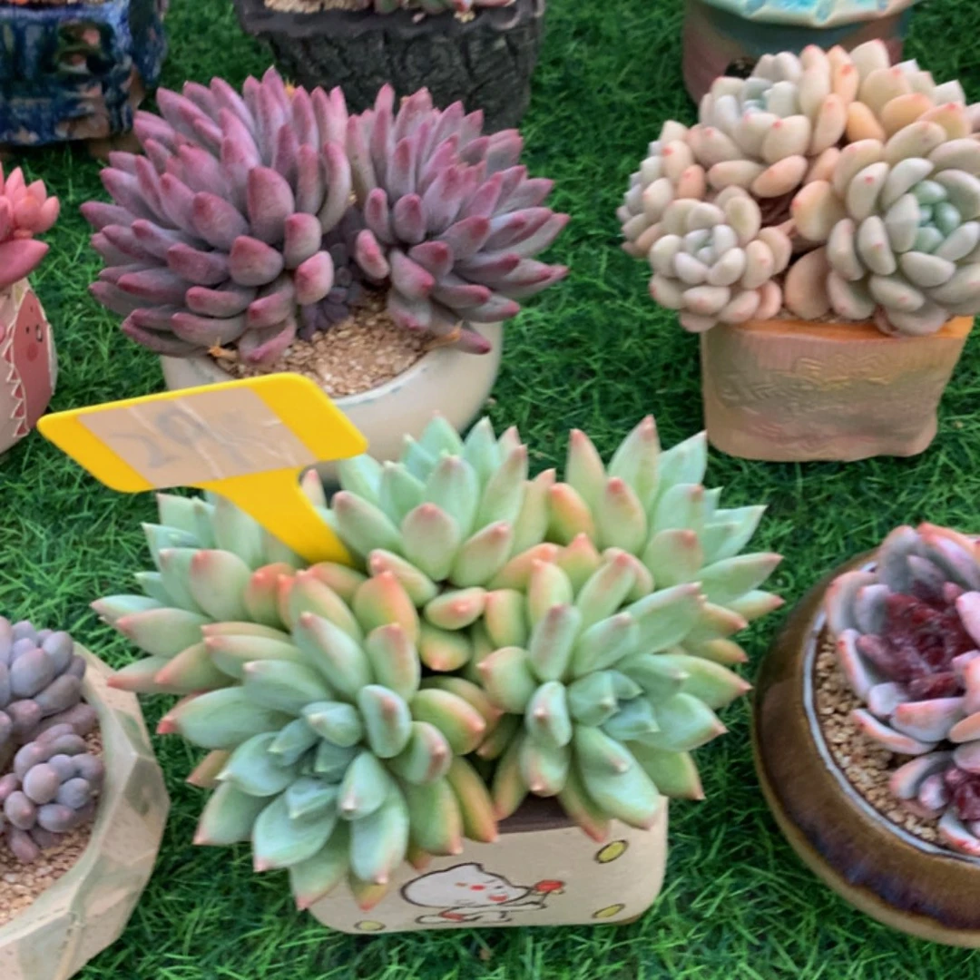 甜***井天使之翼多肉植物72737373