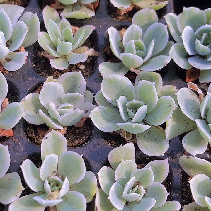 精品冰玫瑰锦多肉植物